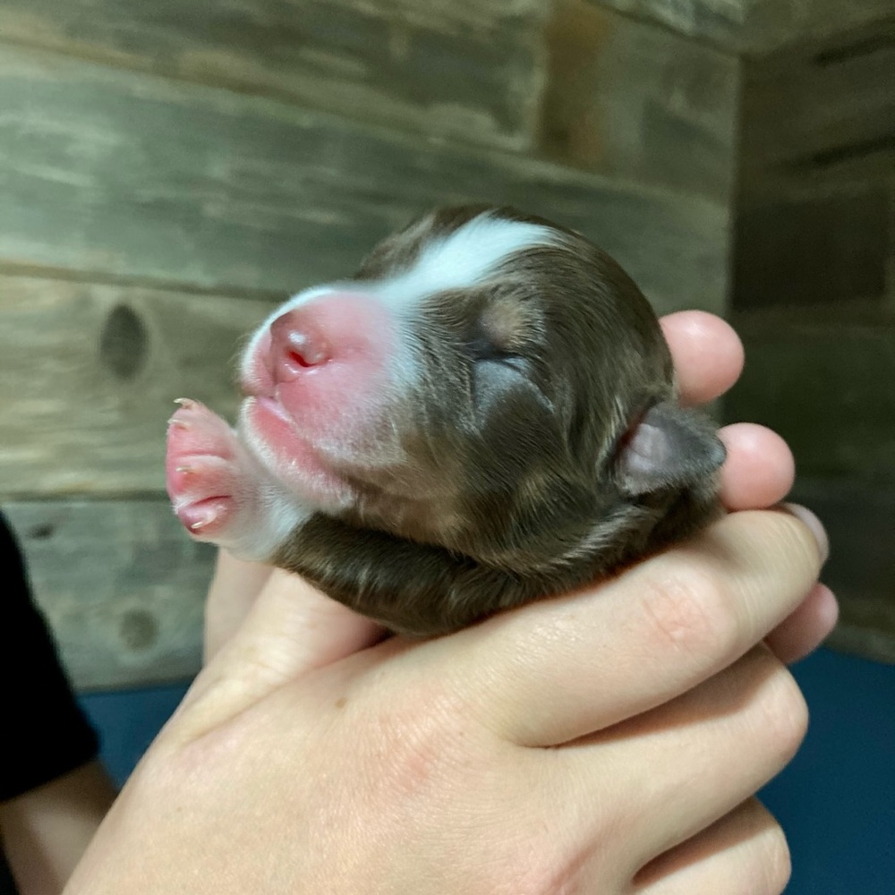 Need a Christmas puppy? Go to Colecreekaussies.com